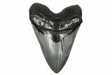 Fossil Megalodon Tooth - South Carollina #180962-1